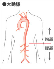 図:大動脈